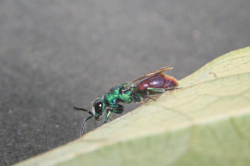 Réf. 297 045 : Chrysis sp.